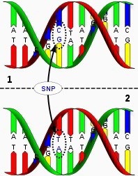 Polymorphismus (SNP), Mutation