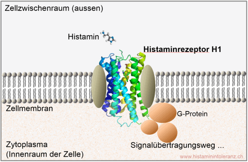 Histamin-H1-Rezeptor in der Zellmembran