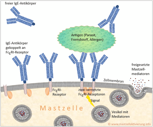 Mastzellaktivierung mittels FcεRI-Rezeptoren bei Vernetzung mit Antigen-Antikörper-Komplex